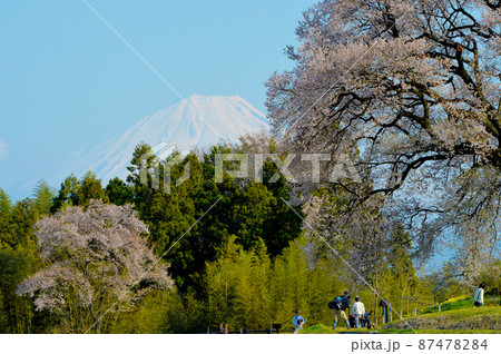 富士山や八ヶ岳を背景に咲き誇るわに塚の桜（わにづかのさくら） 87478284
