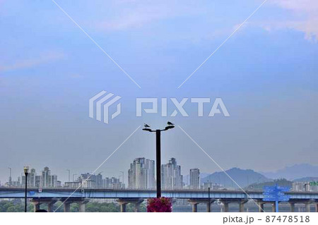 麻浦大橋 公園 汝矣島 87478518