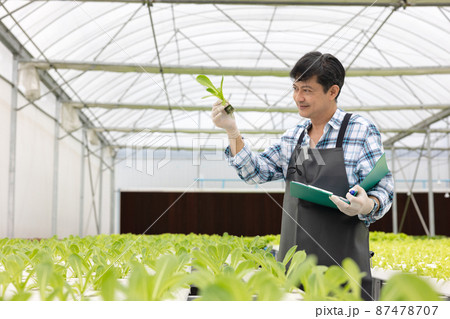 Working at a greenhouse nursery, Agronomic business concept In the greenhouse, an elderly man is working. In the hydrofarm Working at a greenhouse nursery, Agronomic business concept In the greenhouse, an elderly man is working. In the hydrofarm 87478707
