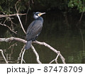 野鳥（生態写真　カワウ） 87478709