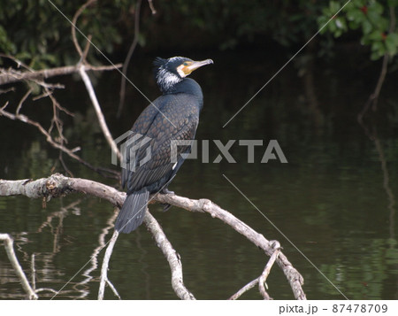 野鳥(生態写真 カワウ) 野鳥(生態写真 カワウ) 87478709