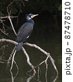 野鳥（生態写真　カワウ） 87478710