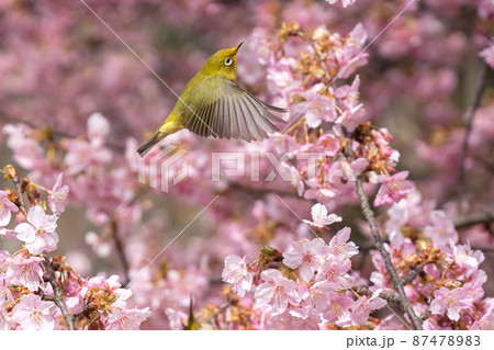 桜とメジロの春らしい写真 桜とメジロの春らしい写真 87478983