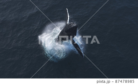 Humpback whale jumps out of the water 87478985