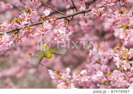 桜とメジロの春らしい写真 桜とメジロの春らしい写真 87478987