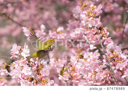 桜とメジロの春らしい写真の写真素材 [87478989] - PIXTA