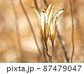 植物（タカサゴユリ） 87479047