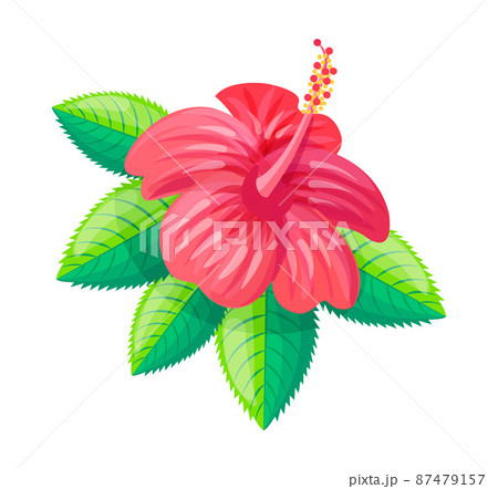 Hibiscus Flower Tropical Style Vector Illustration 87479157