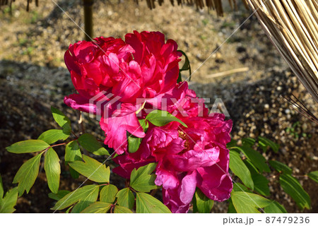 當麻寺奥院の寒牡丹の花 當麻寺奥院の寒牡丹の花 87479236