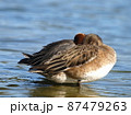 野鳥（ヒドリガモ） 87479263