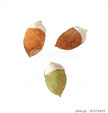 どんぐりのカットイラスト　手描き水彩 87479495