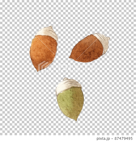 どんぐりのカットイラスト　手描き水彩 87479495