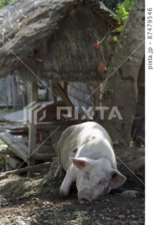 バリ島で飼われていた家畜の豚 インドネシア バリ島 バリ島で飼われていた家畜の豚 インドネシア バリ島 87479546