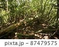 荒れた里山 87479575
