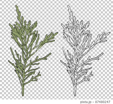 柏樹的插圖 87480247