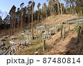 竹林の伐採 87480814