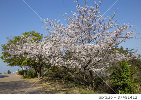 展望台にて満開に咲く桜 展望台にて満開に咲く桜 87481412