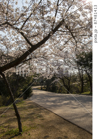 展望台への道 展望台への道 87481413