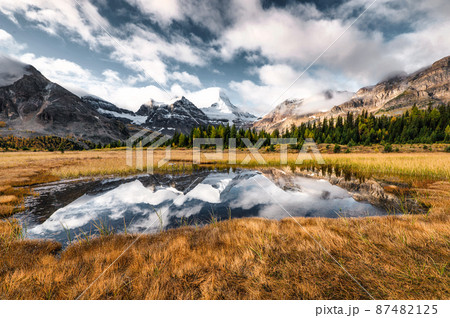 Mount Assiniboine reflection on pond in golden meadow at provincial park 87482125