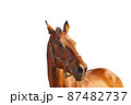Portrait of a bay horse in a leather brown halter on a white background 87482737