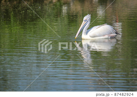 The great white pelican bird in the river 87482924