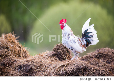 Beautiful motley rooster walks around the yard in village Beautiful motley rooster walks around the yard in village 87483104