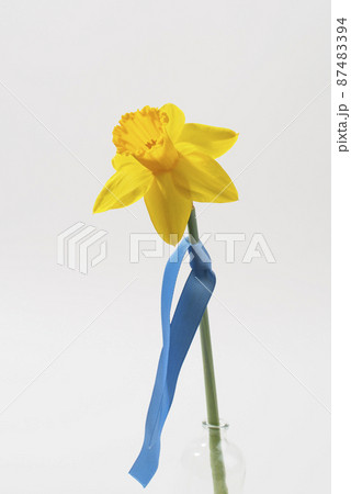 Yellow daffodil with blue ribbon isolated on white background. Close up. 87483394