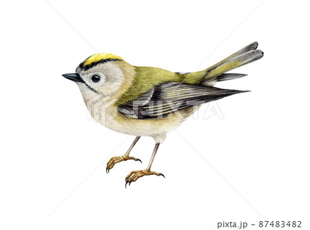 Golden-crowned kinglet bird watercolor illustration. Hand drawn realistic small forest songbird. Regulus regulus illustration. Tiny golden-crowned kinglet on white background Golden-crowned kinglet bird watercolor illustration. Hand drawn realistic small forest songbird. Regulus regulus illustration. Tiny golden-crowned kinglet on white background 87483482