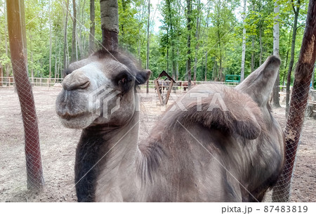 Bactrian camel close-up on the territory of the zoo in the park area 87483819