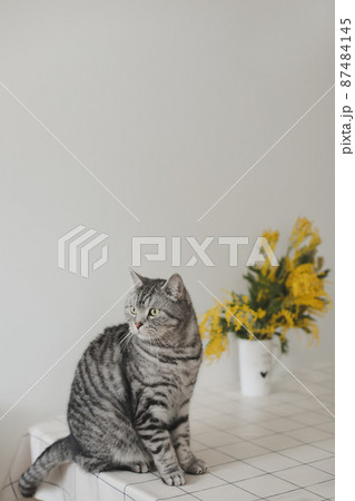Funny cat and mimosa branches on a white background at home. 87484145