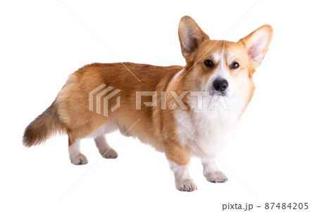 corgi welsh pembroke isolated corgi welsh pembroke isolated 87484205