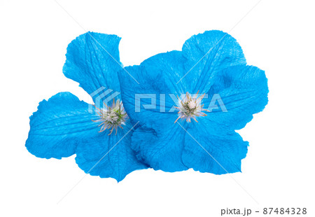 blue clematis flower isolated 87484328