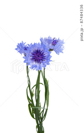 bunch of cornflowers isolated 87484336