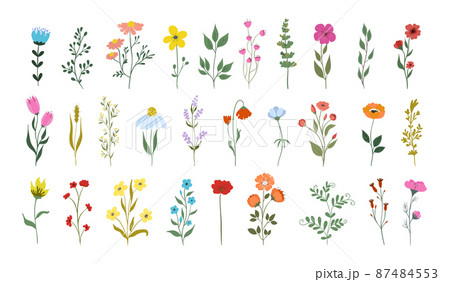 Collection of beautiful wild herbs, herbaceous flowering plants, blooming flowers, isolated on white background. Hand drawn detailed botanical illustration 87484553