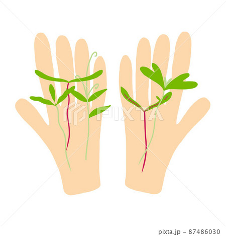 In the hands of sprouts. Microgreens in hand. Vector illustration isolated on white background. 87486030