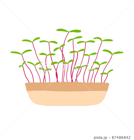 Pot of microgreens. Microgreens peas, radish, onion, arugula. sunflower, beets and others. Vector illustration isolated on white background. Drawn style. 87486842