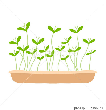 Pot of microgreens. Microgreens peas, radish, onion, arugula. sunflower, beets and others. Vector illustration isolated on white background. Drawn style. 87486844