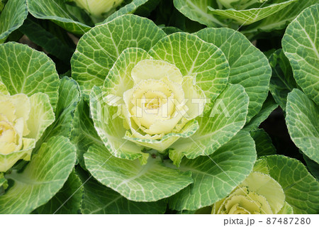 Ornamental cabbage in botanical garden, flowers and plants, environment Ornamental cabbage in botanical garden, flowers and plants, environment 87487280