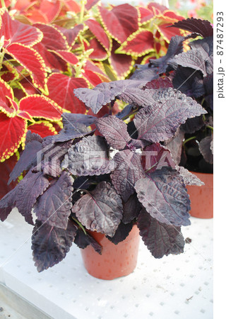 Red purple leaves of the coleus, Plectranthus scutellarioides 87487293