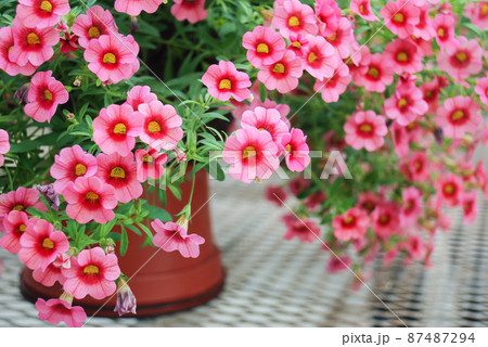 Petunia, Petunias in the tray,Petunia in the pot 87487294