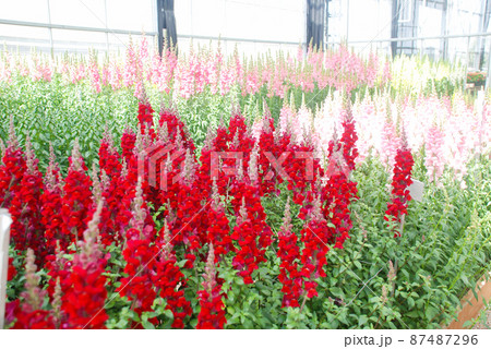 colorful Snapdragon (Antirrhinum majus) blooming in the garden background with selective focus 87487296