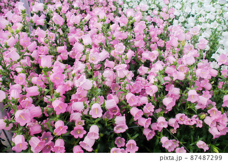 Pink Campanula flowers. Campanula Portenschlagiana 87487299