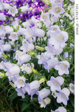 Purple Campanula flowers. Campanula Portenschlagiana Purple Campanula flowers. Campanula Portenschlagiana 87487301