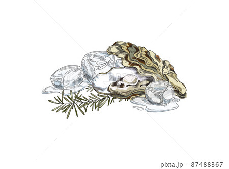 Oyster shells on ice with rosemary hand drawn vector illustration isolated. 87488367