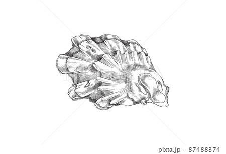 Hand drawn seashell in monochrome sketch style, vector illustration isolated on white background. Hand drawn seashell in monochrome sketch style, vector illustration isolated on white background. 87488374