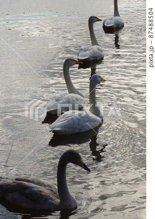 飛来地で越冬する白鳥 87488504