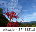 9月の山里に咲く彼岸花 87488518