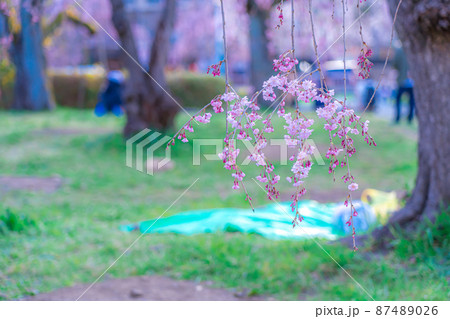 榴岡公園の桜(宮城県仙台市) 榴岡公園の桜(宮城県仙台市) 87489026