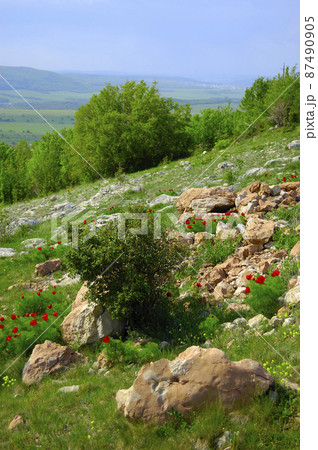 Beautiful red flowers grow in the mountains. Unusual purple plants on the background of green grass on the hills. Beautiful red flowers grow in the mountains. Unusual purple plants on the background of green grass on the hills. 87490905