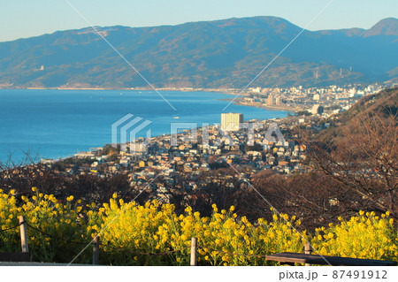 【神奈川県】吾妻山公園に咲き誇る菜の花畑 87491912